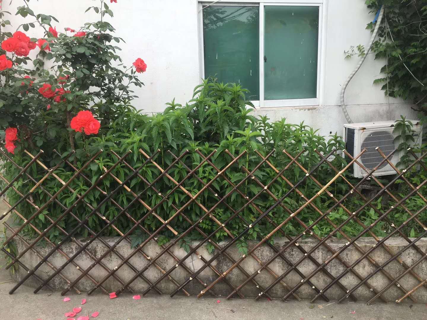 竹篱笆围栏在菜园中围起来比较好看！